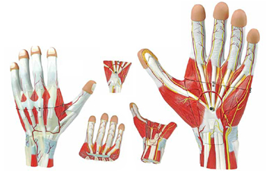 Anatomy of the Hand, 3 Parts